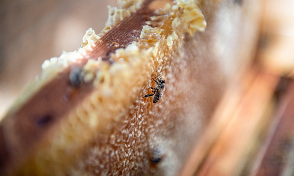 Journée mondiale des abeilles